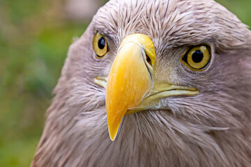 ferocious eagle with brown plumage and yellow beak portrait wild bird