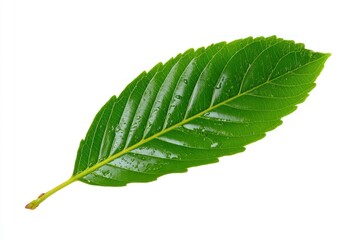 Obraz premium Close-up of a vibrant green leaf with detailed venation and water droplets, isolated against a clean white background