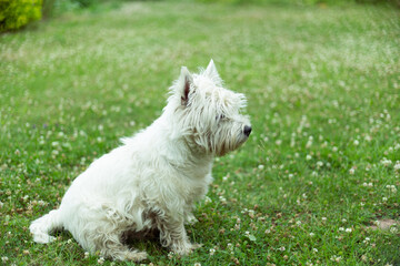 portrait of a white dog west highland white terrier on a blurred field background