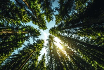 Low-angle view of a dense forest with tall trees reaching towards a blue sky with sunlight shining through the foliage, creating a sense of height and nature