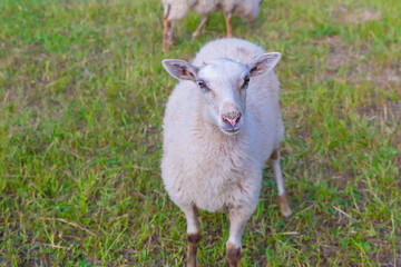 A sheep is standing in a field of grass. The sheep is looking at the camera.
