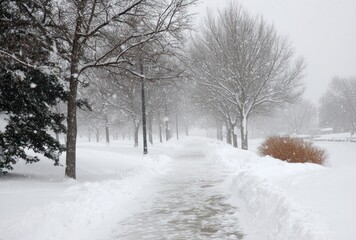 Obraz premium A snow-covered pathway leads onward, flanked by bare trees and bushes in a serene, wintry scene. Drifting snow adds to the ambience