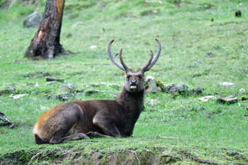 Majestic Reindeer in Nature – Winter Christmas Theme