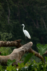 A majestic white egret is seen standing tall on a log against the dense forest backdrop of Chitwan National Park. With its elegant posture and bright white plumage, the egret symbolizes purity 