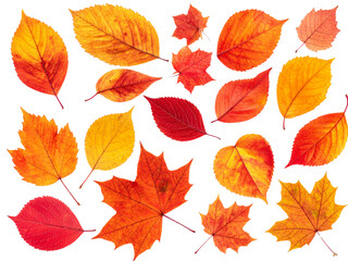 autumn leaves isolated on white