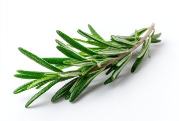 Fototapeta premium Single sprig of rosemary, displaying vibrant green needle-like leaves stemming from a pale, woody stem. Isolated against a bright white background