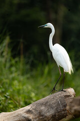 A majestic white egret is seen standing tall on a log against the dense forest backdrop of Chitwan National Park. With its elegant posture and bright white plumage, the egret symbolizes purity 
