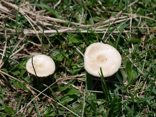 Close-up of small white wild mushrooms growing on green grass, captured in natural daylight.