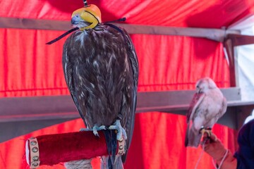 A majestic golden eagle perched on a red cushion with falcon in the background during a traditional hunting demonstration