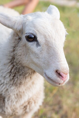 Fototapeta premium white lamb with charming look close up