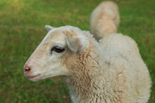 thoughtful white lamb with charming look close-up