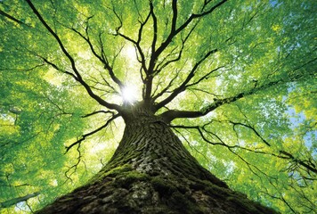 Obraz premium Low-angle view of tall tree with bright green foliage. Sunlight filters through leaves and branches, creating an airy and ethereal atmosphere