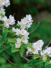 A beautiful white flower bush with many flowers