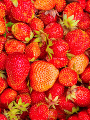 lots of bright red fresh strawberries as a background or texture of fresh berries