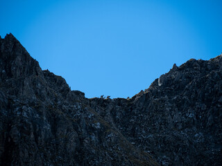 7 bouquetins en ligne de cr&ecirc;te