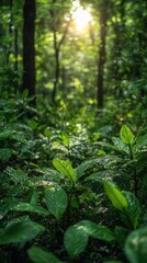 Obraz premium Lush forest floor bathed in sunlight