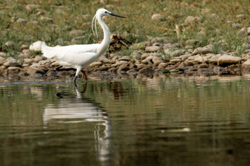 A stunning white egret is seen wading through the shallow waters of Chitwan National Park. Its slender legs and delicate feathers reflect beautifully on the calm water as it moves carefully the bank