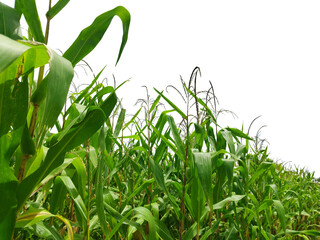 Corn plant  growing isolated on transparent background for garden design.