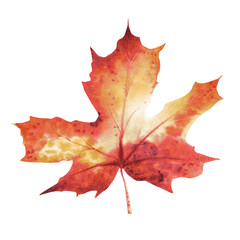 Red and yellow autumn watercolor maple leaf. Fall leaf for herbarium. Thanksgiving clipart. Harvest festival decoration element. Hand-drawn watercolor illustration for stickers, greeting cards