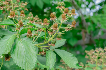 A bunch of blackberries are growing on a bush. The berries are green and ripe.