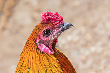 colorful cock bright feathers orange yellow red tuft close-up of a bird's head. Thai fighting cock