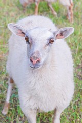 Obraz premium thoughtful white lamb with charming look close-up