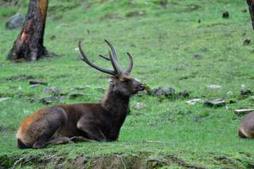 Reindeer Wildlife Scene – Perfect for Christmas Backgrounds