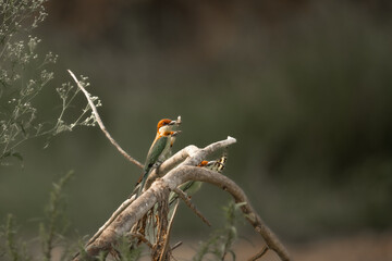 A vibrant trio of chestnut-headed bee-eaters perches on a dry branch in Chitwan  Their striking...