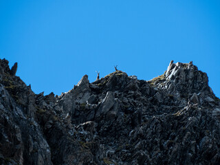 deux bouquetins sur l'horizon dans les rochers se d&eacute;tachent sur un fond de ciel bleu