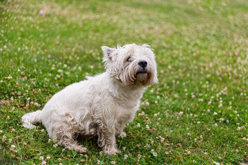 portrait of a white dog west highland white terrier on a blurred field background