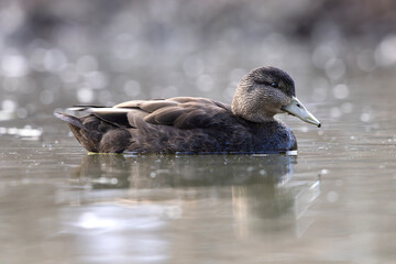 Side view of American black duck Anas rubripes female hen silently swimming over still water