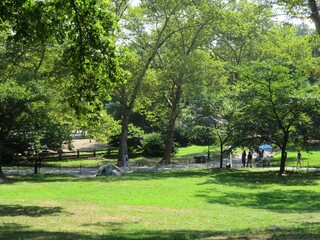 trees in Central Park, Manhattan, New York, USA in summer