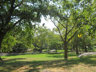 Fototapeta premium trees in Central Park, Manhattan, New York, USA in summer