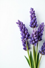 Obraz premium Several lush lavender stems, crisp white backdrop , isolated background, botanical