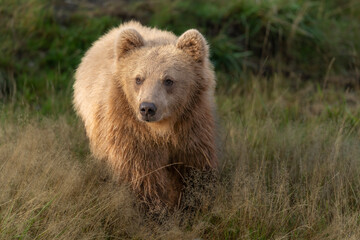 Brown bear in peaceful environment September heat 2025