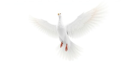 Fototapeta premium White bird in flight with fully outstretched wings, suspended against a brightly illuminated, empty white background