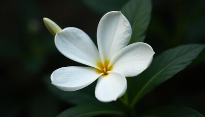 Fototapeta premium Single pristine white flower, stark contrast, perfect symmetry , macro, background