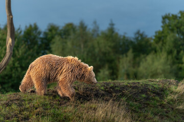 Brown bear in peaceful environment September heat 2025