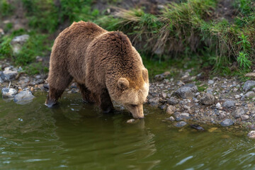 Brown bear in peaceful environment September heat 2025