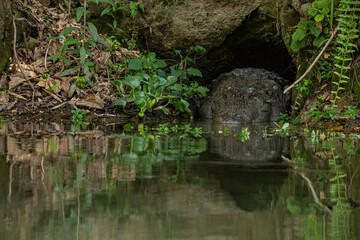 A mugger crocodile is seen partially submerged at the  riverbank cave in Chitwan National Park