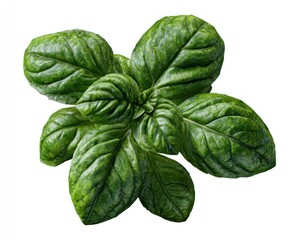 A vibrant cluster of lush, green basil leaves isolated against a clean white backdrop, showcasing intricate vein patterns and glossy texture