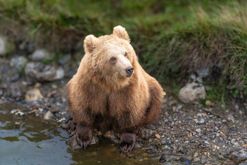 Brown bear in peaceful environment September heat 2025