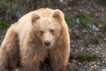 Brown bear in peaceful environment September heat 2025