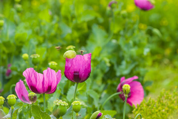 Obraz premium pink tulips in spring