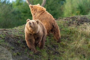 Brown bear in peaceful environment September heat 2025