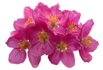 Close-up of a cluster of pink flowers with bright yellow stamens, isolated against a white background. Petals are delicate with textured veins