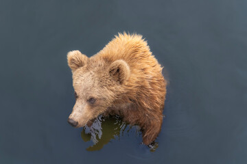 Brown bear in peaceful environment September heat 2025