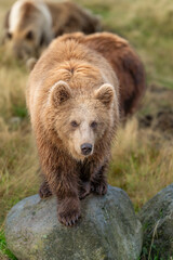 Obraz premium Brown bear in peaceful environment September heat 2025