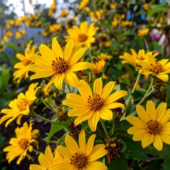 Fototapeta premium Close-up of vibrant yellow flowers (1)