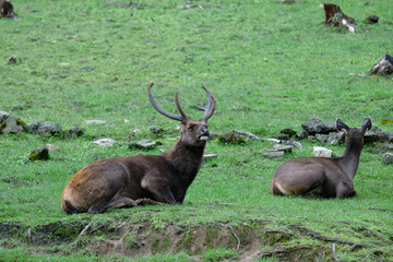 Christmas Reindeer in Scenic Mountain Setting